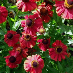 Helenium 'Red Jewel'