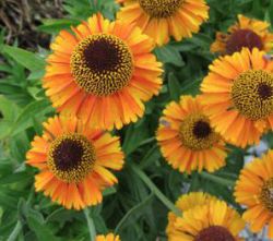 Helenium 'Short 'n' Sassy' ®