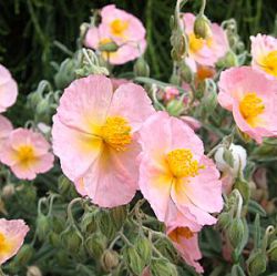 Helianthemum 'Rhodanthe Carneum' ('Wisley Pink')