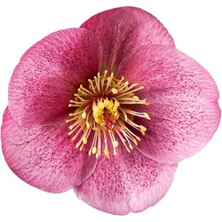 Helleborus hybridus 'Charmer' (Rodney Davey Marbled Group) XXL