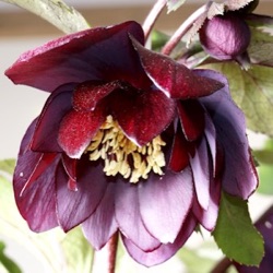 Helleborus orientalis 'Purple Pink Pompon'