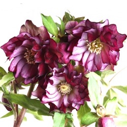 Helleborus orientalis 'Stained Glass'