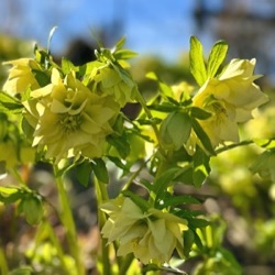 Helleborus orientalis 'Xanthia' XXL