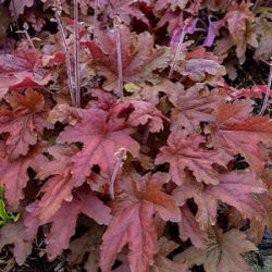 Heucherella 'Red Rover' ®