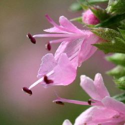 Hyssopus officinalis 'Roseus'