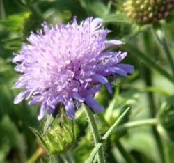 Knautia arvensis (wild)