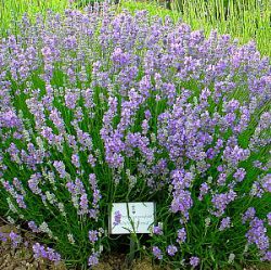 Lavandula angustifolia 'Ashdown Forest'