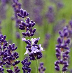 Lavandula angustifolia 'Contrast'