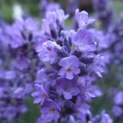 Lavandula angustifolia 'Essence Purple'