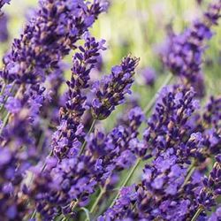 Lavandula angustifolia 'Forever Blue'