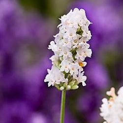 Lavandula angustifolia 'Nana Alba'