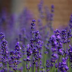 Lavandula angustifolia 'Siesta' (1 liter)