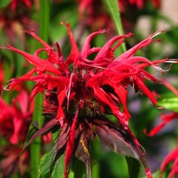 Monarda didyma 'Oneida' ('Squaw')