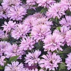 Monarda 'Pink Frosting' ®