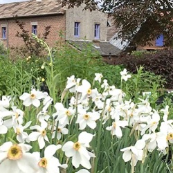 Narcissus poeticus var. recurvus