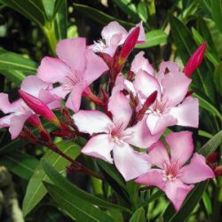 Nerium oleander 'Villa Romaine'