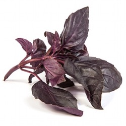Ocimum basilicum 'Dark Opal'