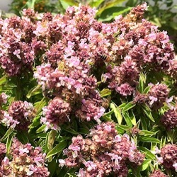 Ocimum basilicum 'Petite Green'