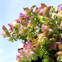 Origanum 'Belissimo' ® ('Solferino')