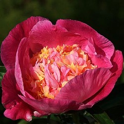 Paeonia lactiflora 'Wladyslawa'
