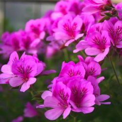 Pelargonium 'Cola Bottles'