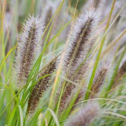 Pennisetum alopecuroides 'Hammeln'