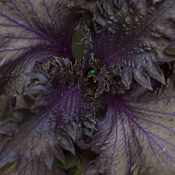 Perilla frutescens var. nankinensis 'Atropurpurea Laciniata'
