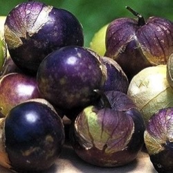 Physalis ixocarpa 'Purple Coban'