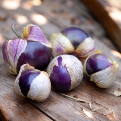 Physalis ixocarpa 'Violet'