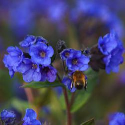 Pulmonaria 'Blue Ensign'