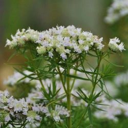 Pycnanthemum flexuosum (P. tenuifolium)