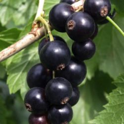 Ribes nigrum 'Lowberry Little Black Sugar' ®