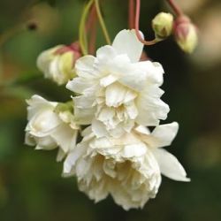 Rosa banksiae var. banksiae 'Alba Plena'