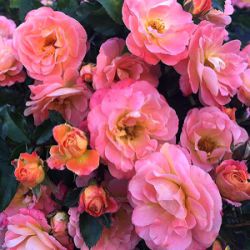 Rosa 'Peach Drift'