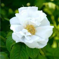 Rosa rugosa 'White Perfection' ('Schneeberg')