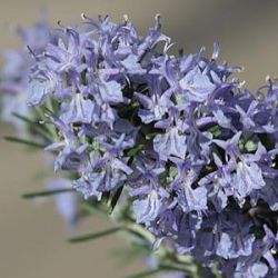 Rosmarinus officinalis 'Foxtail'