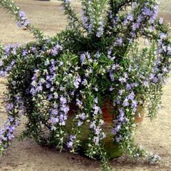 Rosmarinus officinalis var. lavandulaceus 'Capri'