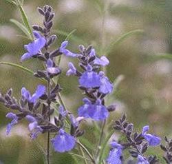 Salvia azurea