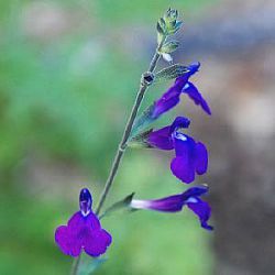 Salvia coahuilensis