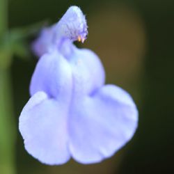 Salvia 'Delice Aquamarine'