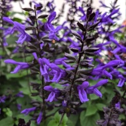 Salvia guaranitica 'Blueberry Lake'