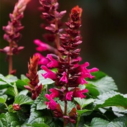 Salvia guaranitica 'Flamingo Lake'