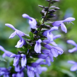 Salvia guaranitica 'Lake Como'