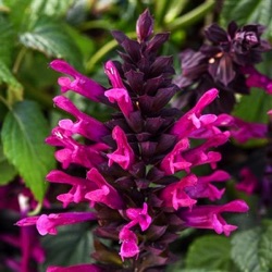 Salvia guaranitica 'Plum Crazy'