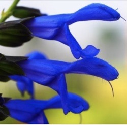 Salvia guaranitica 'Super Trooper'
