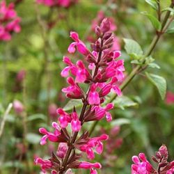 Salvia involucrata 'Mulberry Jam'