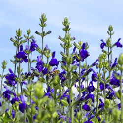 Salvia microphylla 'Blue Monrovia'