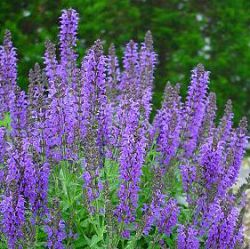 Salvia nemorosa 'Marcus' ®