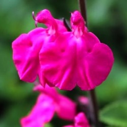 Salvia 'Neon'