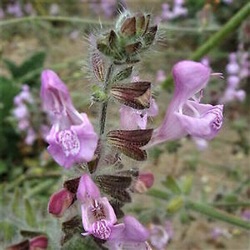 Salvia 'Ovalvet' (officinalis x fruticosa)